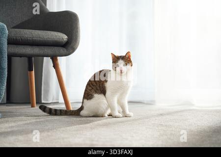 Un chat blanc et brun est assis sous une chaise gris foncé avec une jambe en bois. La lumière s'écoule de la fenêtre derrière. Banque D'Images