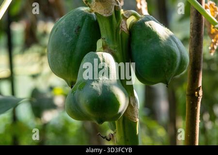 Gros plan vibrant de trois grands fruits de papaye verts frais poussant naturellement sur un papaye (Carica papaya) dans un jardin tropical ensoleillé. Naturel fo Banque D'Images