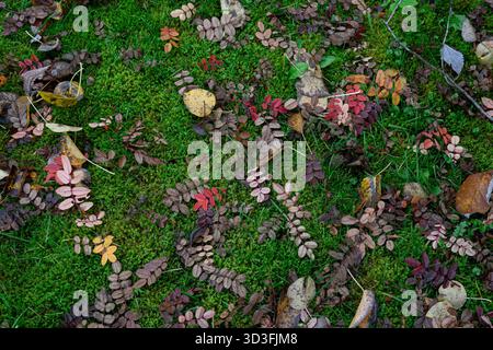 Feuilles d'automne éparpillées sur la mousse verte vibrante Banque D'Images