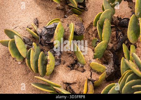 Légèrement venimeux, petit additeur désertique également appelé Sidewinder dans le désert du Namib près de Swakopmund, Namibie, Afrique Banque D'Images