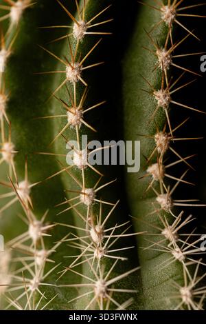 Gros plan détaillé d'un cactus présentant ses épines épines épaisses et sa surface verte texturée, mettant en évidence les motifs complexes et la beauté naturelle de celui-ci Banque D'Images