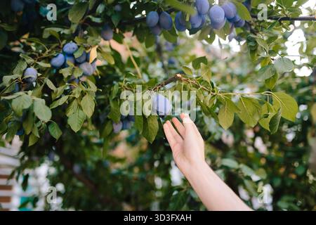 Une main tend la main pour cueillir des pruneaux mûrs dans un arbre vert luxuriant. Les pruneaux frais pendent de manière vivifiante, capturant l'essence d'une saison de récolte fructueuse i. Banque D'Images