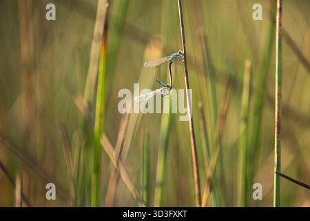 Deux damoiselles Bluetail reposent gracieusement sur de fines tiges d'herbe, leurs ailes délicates scintillant dans la douce lumière du soleil. Le gros plan capture un mome serein Banque D'Images