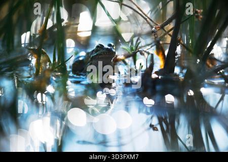 Une grenouille commune repose dans un lagon serein, entouré d'une végétation luxuriante et d'une eau scintillante. La lumière du soleil filtre à travers, créant un calme, réfléchissant Banque D'Images