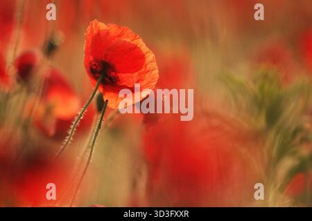 Un coquelicot rouge vif se dresse gracieusement dans un champ ensoleillé, entouré d'une végétation luxuriante, capturant l'essence de la beauté printanière et de la tranquillité dans un fi Banque D'Images