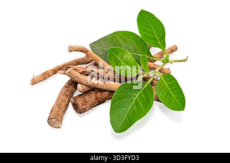 Ashwagandha racine sèche herbe médicinale avec des feuilles fraîches, également connu sous le nom de Withania Somnifera. Ashwaganda Indian Ginseng poudre dans isolé sur fond blanc Banque D'Images