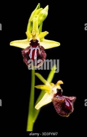 Photographie rapprochée de l'orchidée incubée Ophrys d'Andalousie. Les couleurs vibrantes et les formes uniques de pétales de cette fleur sauvage créent un ima frappant Banque D'Images