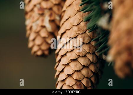 Une macro-image détaillée d'une pomme de pin révèle les motifs naturels complexes et les textures trouvés dans un environnement forestier. Le focus met en évidence le cône Banque D'Images