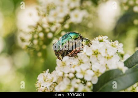 Un coléoptère vibrant Cetonia aurata perché sur de délicates fleurs blanches, mettant en valeur les détails et les textures de l'insecte et des fleurs dans ce bel Ar Banque D'Images