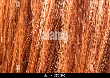 Une superbe photo macro capturant les détails complexes et les couleurs éclatantes du crin de cheval. Les brins fins créent une composition texturée et abstraite t Banque D'Images