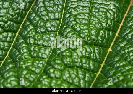 Une photo macro détaillée mettant en valeur les textures complexes et les teintes vertes vives d'une feuille Gunnera insignis, mettant en valeur ses motifs naturels dans un cadre unique Banque D'Images