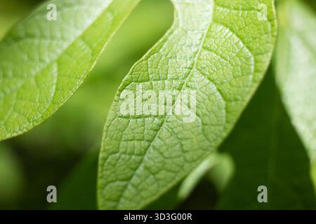 Macro art capture la texture complexe d'une feuille d'albidum vert vif de Sassafras, mettant en valeur ses motifs veineux uniques et sa végétation luxuriante dans un det vif Banque D'Images