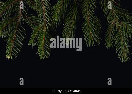 Gros plan de branches de pin vert luxuriant sur un fond sombre, parfait pour les thèmes de Noël et les décorations de vacances. Les aiguilles vibrantes créent un festif, Banque D'Images
