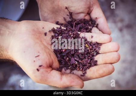 Gros plan de mains recadrées méconnaissables tenant doucement des grignons de raisin pendant la récolte à Daimiel, Ciudad Real, mettant en valeur le processus de vinification Banque D'Images