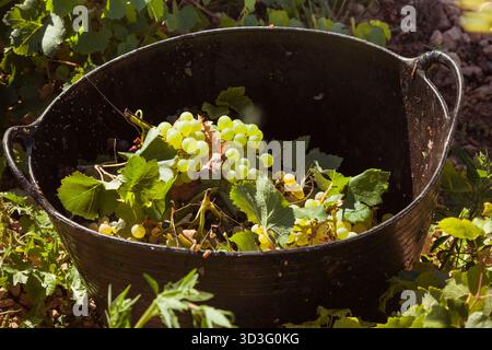 Un panier noir rempli de raisins verts fraîchement récoltés, entouré de feuilles luxuriantes dans un vignoble. Capturé lors des vendanges à Daimiel, Cast Banque D'Images