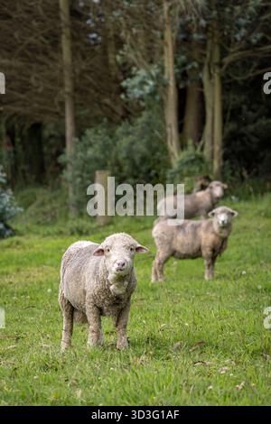 Les moutons paissent paisiblement dans un champ verdoyant près de Cotopaxi, en Équateur, avec une forêt dense en toile de fond. Le cadre serein met en valeur la richesse de la région Banque D'Images
