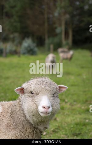 Un mouton se trouve au premier plan sur un champ verdoyant près de Cotopaxi, en Équateur, avec d'autres moutons qui paissent en arrière-plan, mettant en valeur la nature sereine Banque D'Images