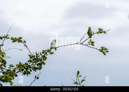 Deux perruches vertes vibrantes sont perchées sur une branche contre un ciel nuageux dans le désert de Tatacoa, en Colombie, mettant en valeur la diversité de la faune et de la flore de la région Banque D'Images