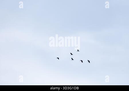 Un troupeau d'oiseaux vole gracieusement à travers le ciel clair au-dessus du désert de Tatacoa en Colombie, mettant en valeur la beauté sereine de la faune contre un vaste, Banque D'Images