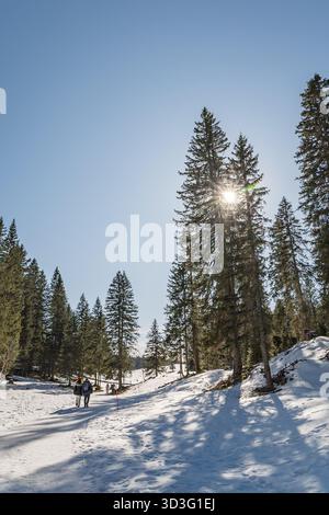 Une journée d'hiver ensoleillée dans le Jura, en Suisse, met en valeur un paysage serein de terrain enneigé entouré de grands pins, avec les randonneurs appréciant Banque D'Images