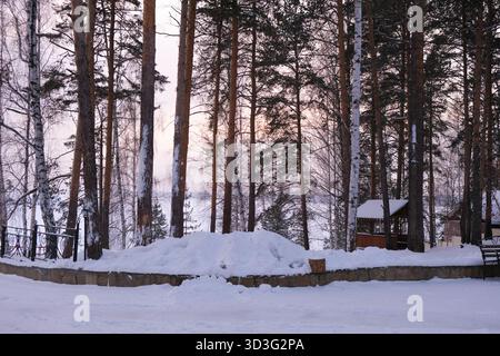 Scène hivernale avec un sol enneigé et de grands arbres créant une ambiance paisible Banque D'Images