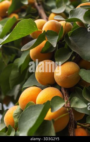 Un groupe d'abricots mûrs pend sur un arbre, entouré de feuilles vertes luxuriantes, dans un jardin d'été animé. Représentation parfaite du jardinage biologique Banque D'Images
