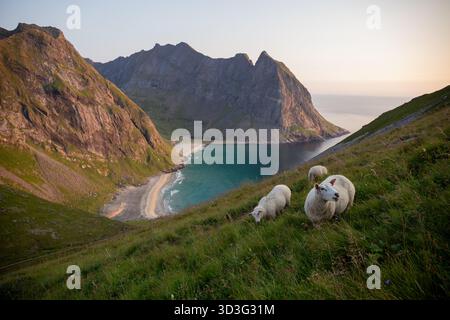 Les moutons paissent paisiblement sur les collines verdoyantes surplombant une magnifique baie des îles Lofoten, en Norvège. Des montagnes majestueuses s'élèvent en arrière-plan un Banque D'Images