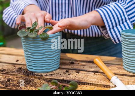 Une femme s'engage dans l'activité consciente de replanter des pots de fleurs dans son jardin. Ses mains manipulent doucement les jeunes plantes, se connectant avec la nature et Banque D'Images