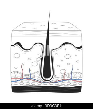 Coupe transversale de peau humaine avec illustration du contour anatomique du follicule pileux Illustration de Vecteur