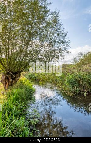 Un saule pollardé près de la rivière Wensum dans le Norfolk. Banque D'Images