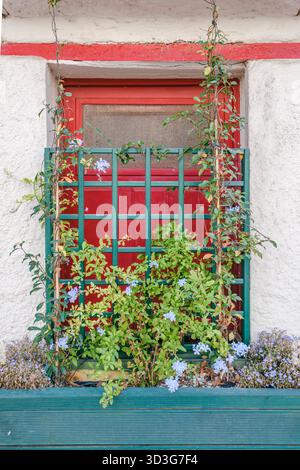 Cadre de fenêtre peint en rouge avec un treillis en bois vert et une boîte de fenêtre, avec des vignes grimpantes et des fleurs de Plumbago bleu clair en fleurs Banque D'Images