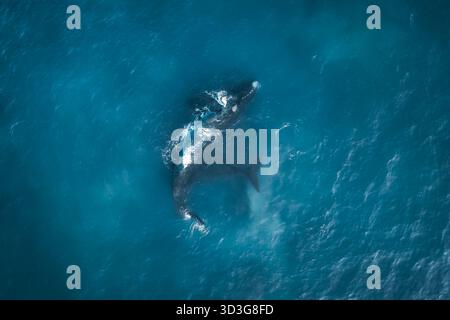 Vue aérienne d'une baleine franche australe nage dans les eaux turquoises de Walker Bay, Hermanus, Western Cape, Afrique du Sud. Banque D'Images