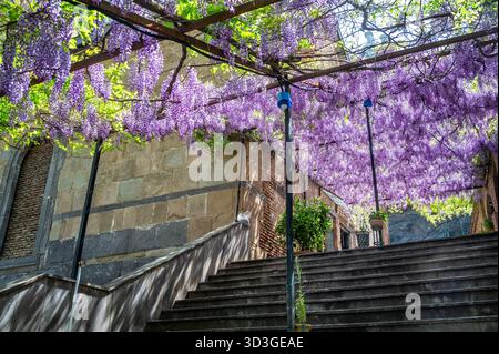 Fleurs violettes poussant à côté de l'église Upper Betlemi dans la ville historique de Tbilissi, Géorgie Banque D'Images