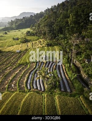 Vue aérienne des rizières en terrasses qui descendent en cascade sur des collines luxuriantes, avec le soleil projetant de longues ombres sur les champs verdoyants et dorés de Bali Banque D'Images