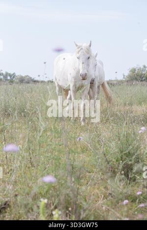 Camargue chevaux à l'état sauvage en Camague, France Banque D'Images
