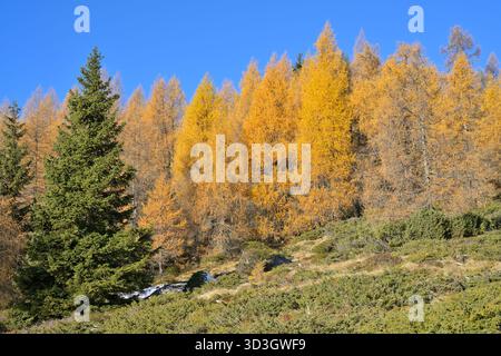 Mélèzes dorés contrastant avec l'épinette verte en automne. Mélèzes présentant un feuillage doré brillant sur un flanc de montagne sous un ciel bleu clair. Banque D'Images