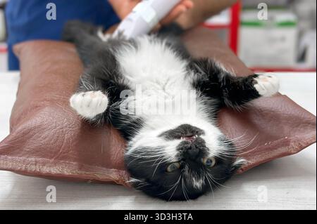 Vétérinaire opère sur un chat. Chirurgiens pratiquant une intervention sur chat sur table chirurgicale. Chat sous chirurgie Banque D'Images