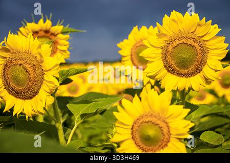 Tournesols dans la campagne de Virginie // VIRGINIE, États-Unis — Un champ de tournesols (Helianthus annuus) est visible dans la campagne de Virginie. Ces grandes plantes annuelles, originaires des Amériques, sont largement cultivées pour leurs graines comestibles et leur huile. Les tournesols se caractérisent par leurs proéminents fleurons de rayons jaunes et sombres fleurons de disque central, atteignant généralement des hauteurs allant jusqu'à 3 mètres (10 pieds). Les jeunes tournesols affichent un héliotropisme, orientant leur tête pour suivre le mouvement du soleil à travers le ciel. Ils sont une culture agricole commune et sont également cultivés pour leur valeur ornementale. Banque D'Images