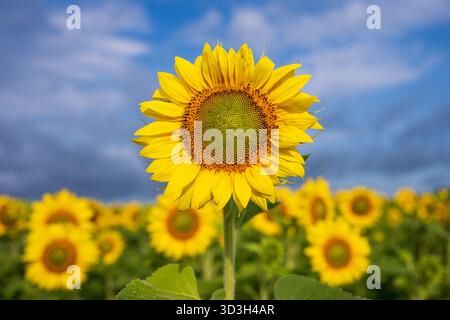 Champ de tournesol campagne de Virginie // VIRGINIE, États-Unis — Un tournesol est en bonne place dans un grand champ de la campagne de Virginie. Les tournesols (Helianthus annuus) sont des plantes annuelles cultivées pour leurs graines comestibles et leur huile, connues pour leurs gros têtes de fleurs qui suivent le soleil. Ces champs sont fréquents dans les zones agricoles, en particulier pendant l'été et au début de l'automne. Les paysages diversifiés de la Virginie comprennent des zones rurales où les tournesols sont cultivés, contribuant ainsi à la production agricole de l'État. La plante est originaire d'Amérique du Nord et est un glob important de culture Banque D'Images