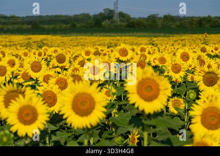 Champ de tournesols à Burnside Farms Nokesville Virginie | NOKESVILLE, Virginie — Des rangées de tournesols, Helianthus annuus, s’étendent jusqu’à la lisière des arbres à Burnside Farms, une ferme familiale de fleurs à cueillir soi-même dans le comté de Prince William. La famille Dawley a commencé à cultiver des fleurs coupées ici de manière commerciale en 1995 et a ajouté un festival public « Été des tournesols » en 2013, attirant des visiteurs pour marcher et photographier les champs en fleurs chaque juillet et août. Banque D'Images
