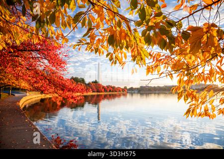 Washington Monument Tidal Basin couleurs d'automne Washington DC // WASHINGTON DC — le Washington Monument se reflète dans le Tidal Basin, encadré par des cerisiers affichant leurs couleurs d'automne peu après le lever du soleil. Le Tidal Basin est un réservoir artificiel, une caractéristique importante du West Potomac Park à Washington DC. Les cerisiers japonais environnants, célèbres pour leurs fleurs printanières, présentent des nuances de rouge et d'or en automne. Le Washington Monument, obélisque emblématique, est un point de repère majeur du National Mall. Banque D'Images