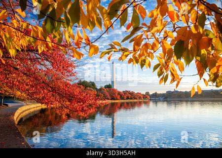 Washington Monument Tidal Basin couleurs d'automne Washington DC // WASHINGTON DC — le Washington Monument se reflète dans le Tidal Basin, encadré par les couleurs d'automne vibrantes des cerisiers en automne. Cet obélisque emblématique, commémorant George Washington, mesure 169,29 mètres (555 pieds 5 1/8 pouces) de haut. Le bassin artificiel des marées, élément central du parc West Potomac, est célèbre pour ses cerisiers en fleurs printanières et son feuillage automnal spectaculaire. La scène est éclairée par la lumière dorée du soleil peu après le lever du soleil. Banque D'Images