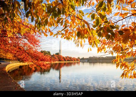 Washington Monument Tidal Basin couleurs d'automne Washington DC // WASHINGTON DC — le Washington Monument se reflète dans le Tidal Basin, encadré par des cerisiers affichant des couleurs d'automne vibrantes dans la lumière dorée du soleil après le lever du soleil. Le Tidal Basin, un réservoir artificiel dans le parc West Potomac, est connu pour ses cerisiers, à l'origine un cadeau du Japon. Ces arbres sont célèbres pour leurs fleurs printanières et leur feuillage d'automne. L'obélisque emblématique du Washington Monument rend hommage au premier président des États-Unis, George Washington, et fait partie du National Mall and Memorial Parks. Banque D'Images