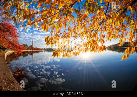 Cherry Trees Tidal Basin couleurs d'automne Washington DC // WASHINGTON DC — les couleurs d'automne des cerisiers bordent le Tidal Basin, avec leur feuillage reflété dans l'eau calme. Le Washington Monument est visible en arrière-plan, sa structure obélisque reflétant également la surface du bassin. Le Tidal Basin est un réservoir artificiel, qui fait partie du parc West Potomac, construit pour aider à rincer le fleuve Potomac. Il est réputé pour ses cerisiers en fleurs au printemps et est également connu pour son feuillage d'automne. La scène est capturée dans la lumière dorée du soleil quelques minutes après le lever du soleil. Banque D'Images