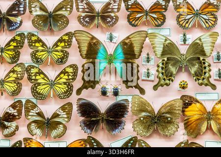 Différents papillons sauvages montés dans une vitrine scientifique Banque D'Images