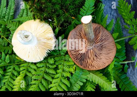 L'image montre le dessous de deux champignons reposant sur les feuilles de Fern. Ce sont des champignons de la famille des Russulas ou des Gypsophiles Banque D'Images