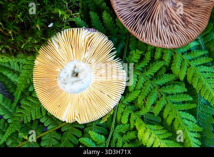 L'image montre le dessous de deux champignons reposant sur les feuilles de Fern. Ce sont des champignons de la famille des Russulas ou des Gypsophiles Banque D'Images