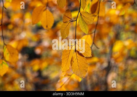 Scène d'automne gros plan de feuilles de hêtre de couleur dorée sur un fond diffus doré dans le Wiltshire, Royaume-Uni Banque D'Images