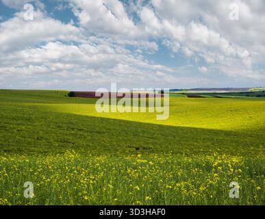 Vue du printemps en soirée avec des champs jaunes de colza en fleurs au soleil avec des ombres nuageuses. Naturel saisonnier, beau temps, climat, éco, agriculture, concept de beauté de campagne. Banque D'Images