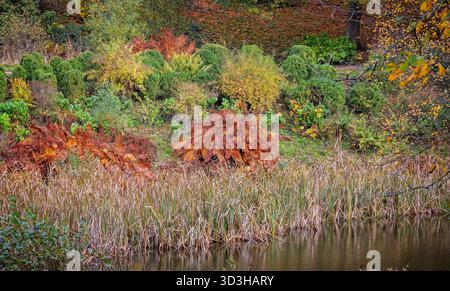 Scène automnale de roseaux, de saumons et d'arbustes à flanc d'étang aux couleurs d'automne complet d'oranges, de jaunes, de verts et de bruns dans le Wiltshire, Royaume-Uni Banque D'Images